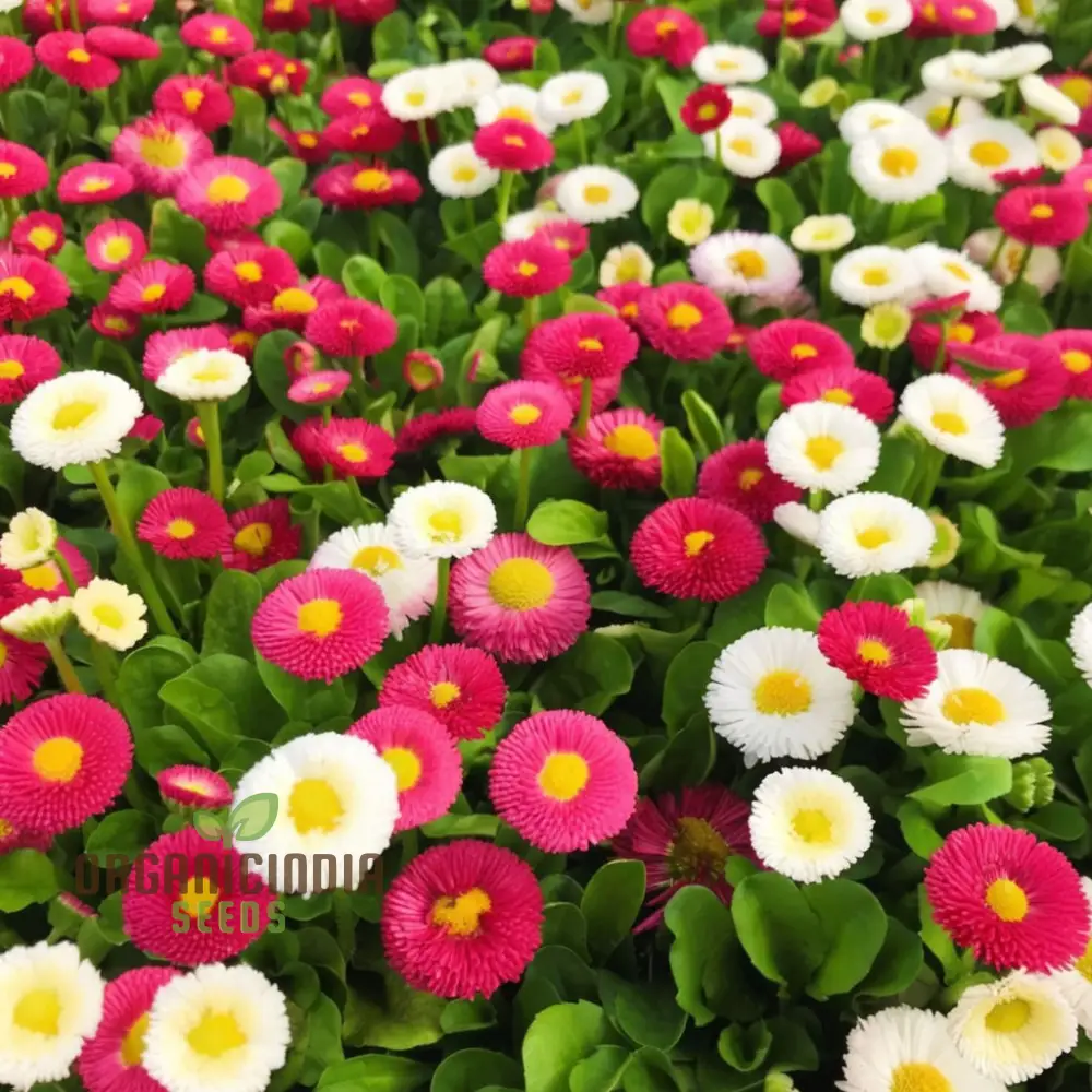 Daisy Double Flowered Mixed Seeds – Premium Colorful Garden Variety - Image 3