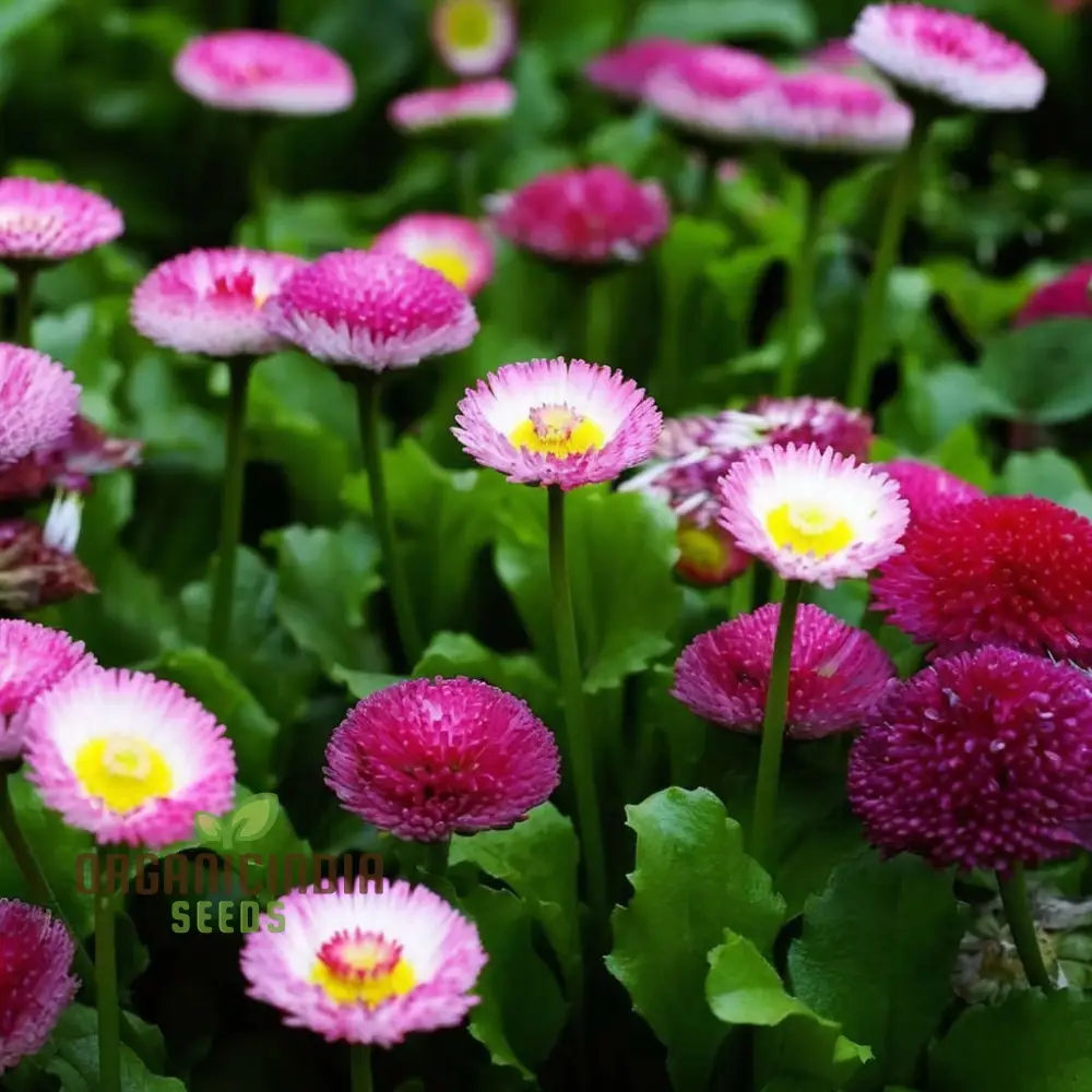 Daisy Double Flowered Mixed Seeds – Premium Colorful Garden Variety - Image 4