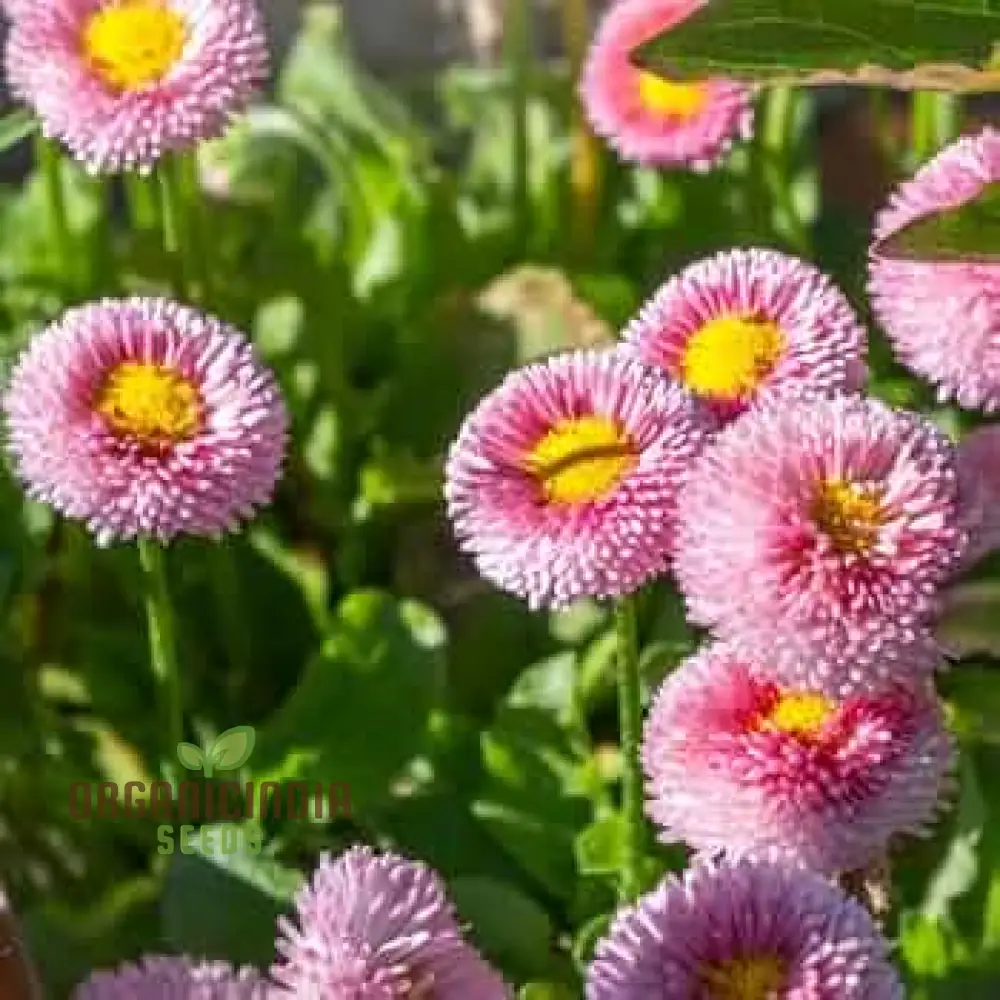 Daisy Double Monstrosa Rose/Pink Seeds (Bellis perennis) - Perfect for Gardening Enthusiasts - Image 3