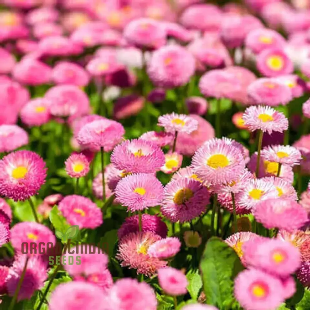 Daisy Double Monstrosa Rose/Pink Seeds (Bellis perennis) - Perfect for Gardening Enthusiasts - Image 4