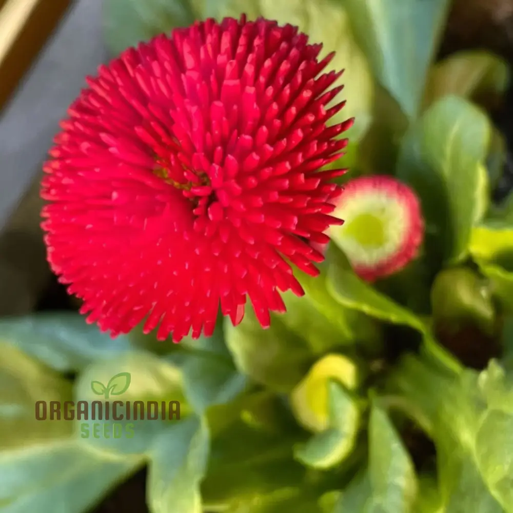 Daisy Pomponet Red Seeds – Vibrant Garden Bloom Variety - Image 4