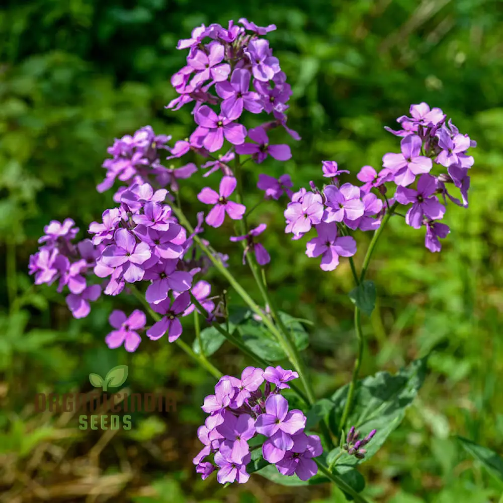 Dames Rocket Seeds (Dames Rocket Flower Seeds) - Fragrant Long-Lasting Blooms for Gardens