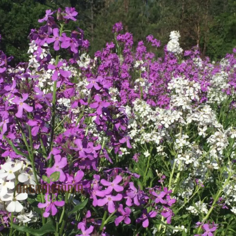 Dames Rocket Seeds (Dames Rocket Flower Seeds) - Fragrant Long-Lasting Blooms for Gardens - Image 3