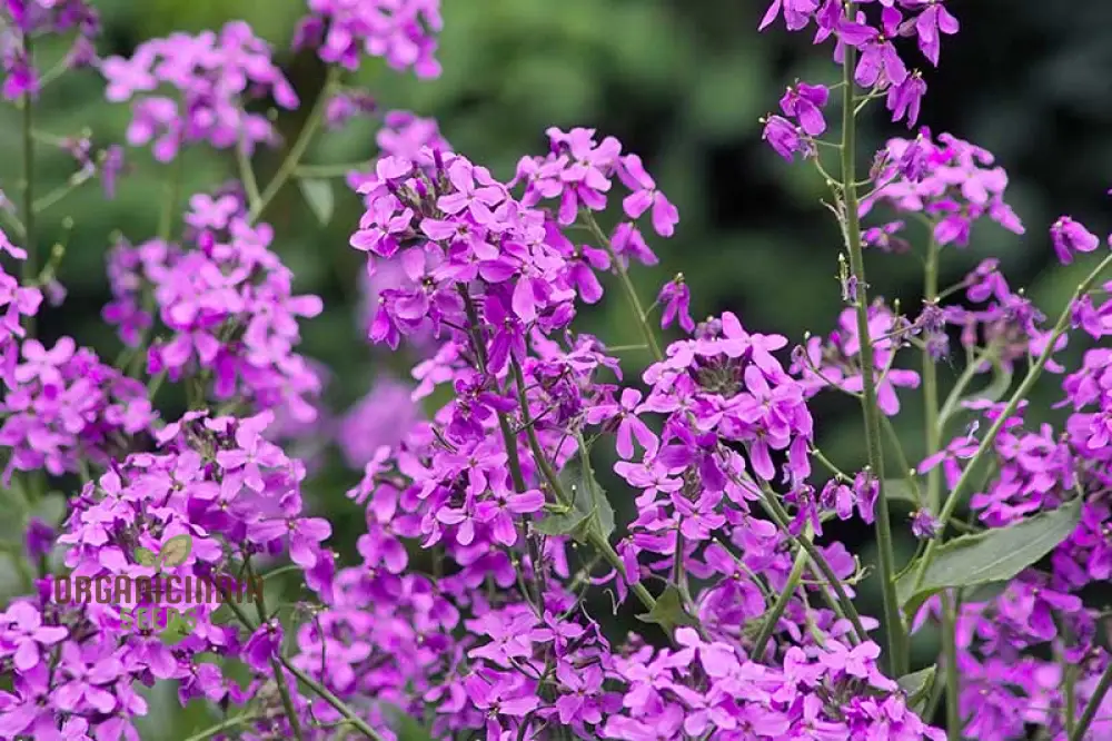 Dames Rocket Seeds (Dames Rocket Flower Seeds) - Fragrant Long-Lasting Blooms for Gardens - Image 4