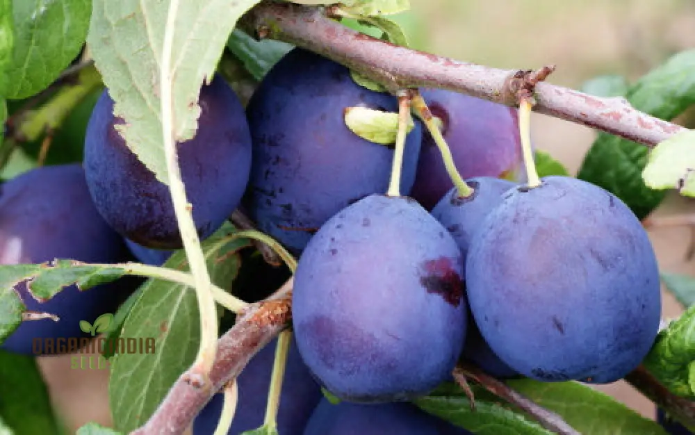 DAMSON Seeds for Gardening - High-Quality Seeds for Your Garden - Image 3