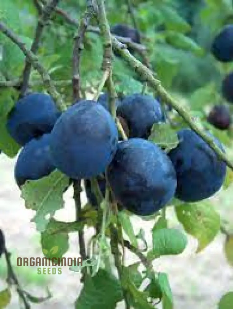 DAMSON Seeds for Gardening - High-Quality Seeds for Your Garden - Image 4