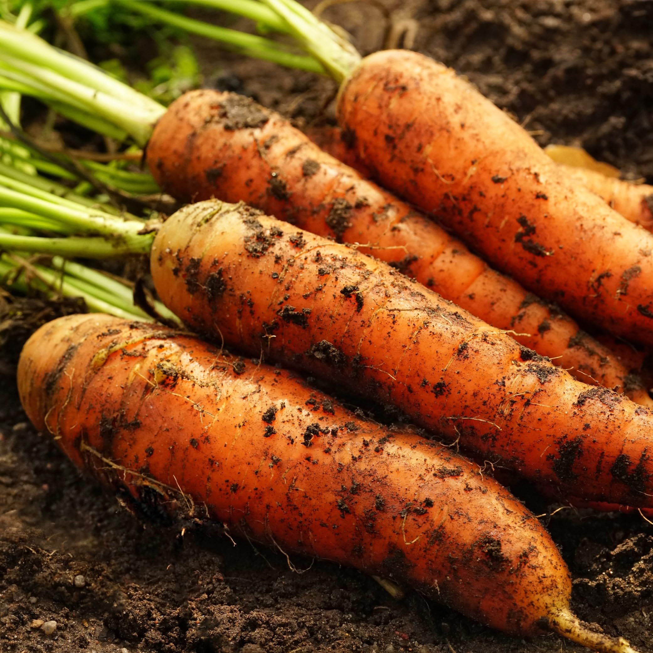 Danvers 126 Carrot Seeds – Heirloom, Sweet & Crisp - High Yield & Easy to Grow - Image 2