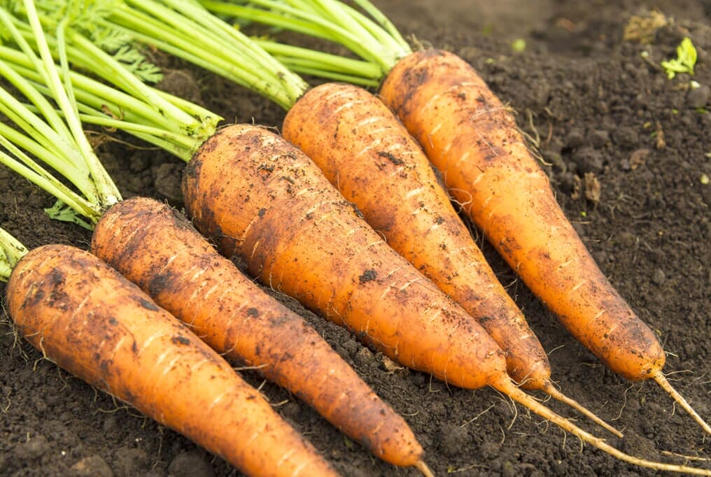Danvers 126 Carrot Seeds – Heirloom, Sweet & Crisp - High Yield & Easy to Grow - Image 5