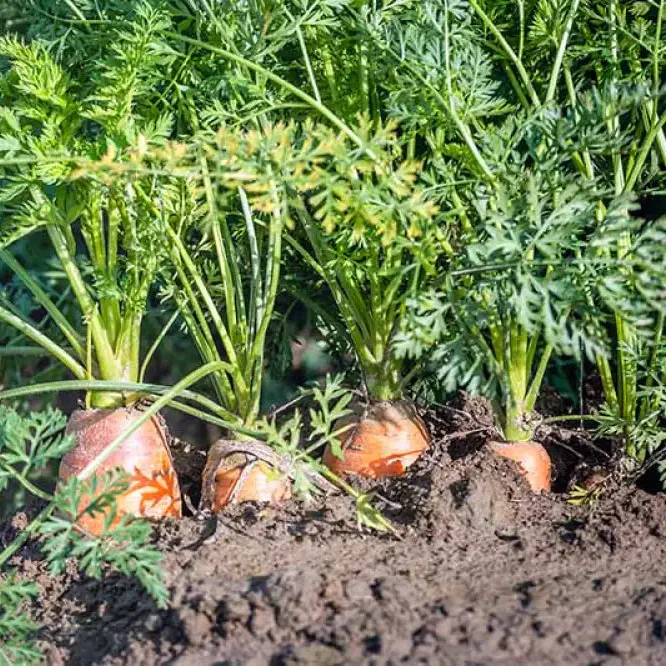 Danvers Carrot Seeds For planting - Premium Heirloom Variety for Bountiful Gardens | Shop Organic Gardening Supplies"