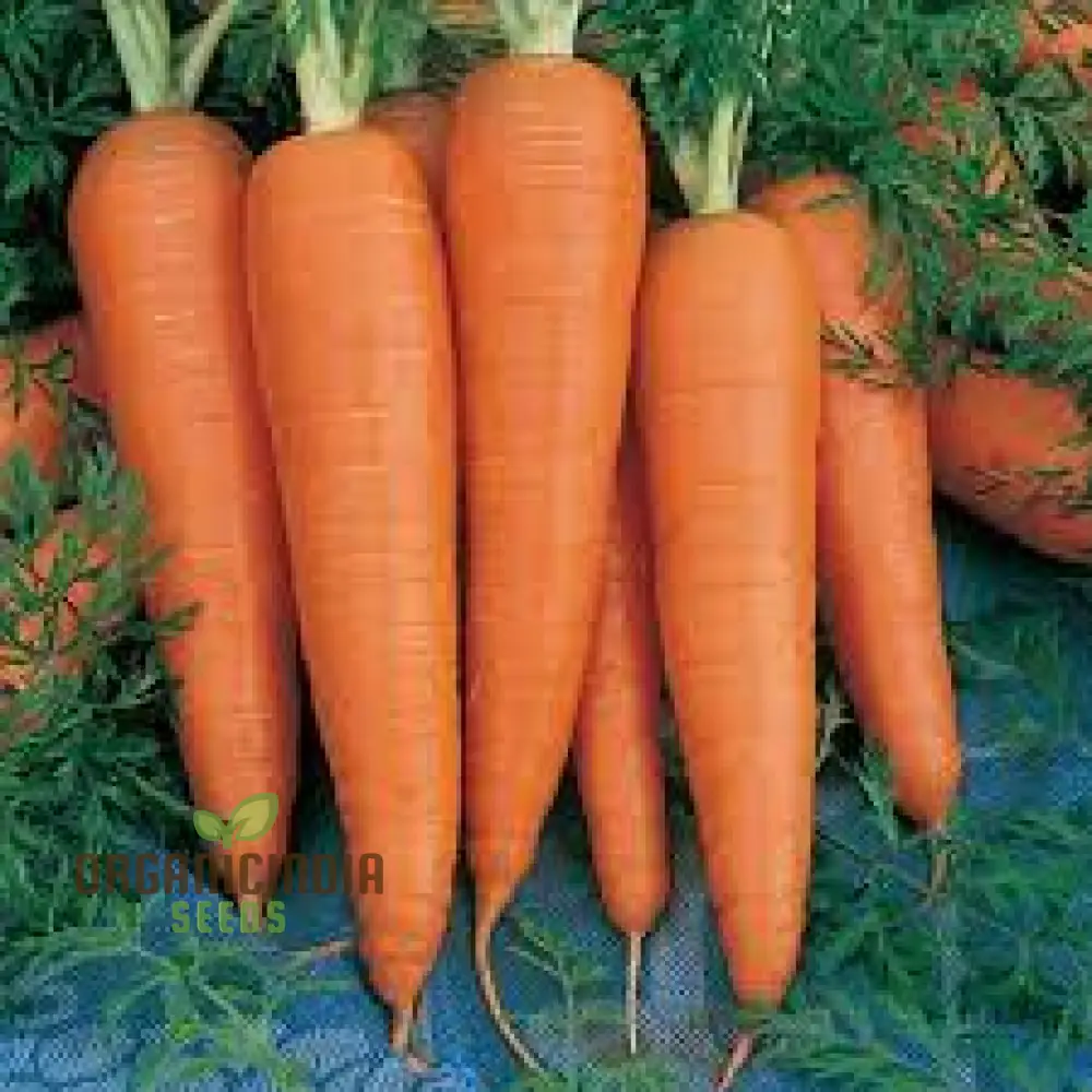 Danvers Carrot Seeds For planting - Premium Heirloom Variety for Bountiful Gardens | Shop Organic Gardening Supplies" - Image 3