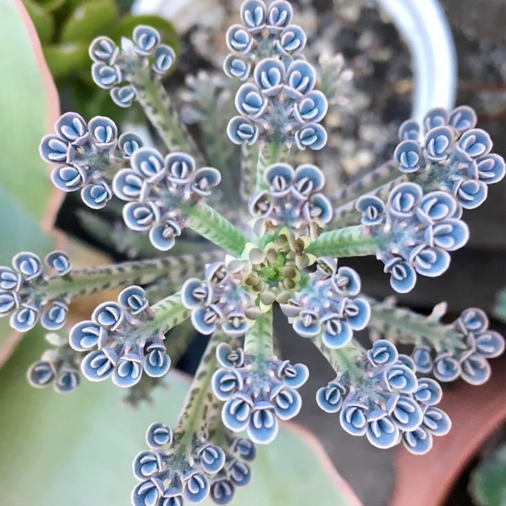 Dark Blue Kalanchoe Seeds – Stunning Deep Blue Succulent for Vibrant Gardens - Image 7