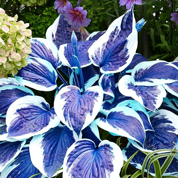 Dark Blue Shade Hosta Seeds – Premium Blue-Leaved Perennial for Shade Gardens - Image 2