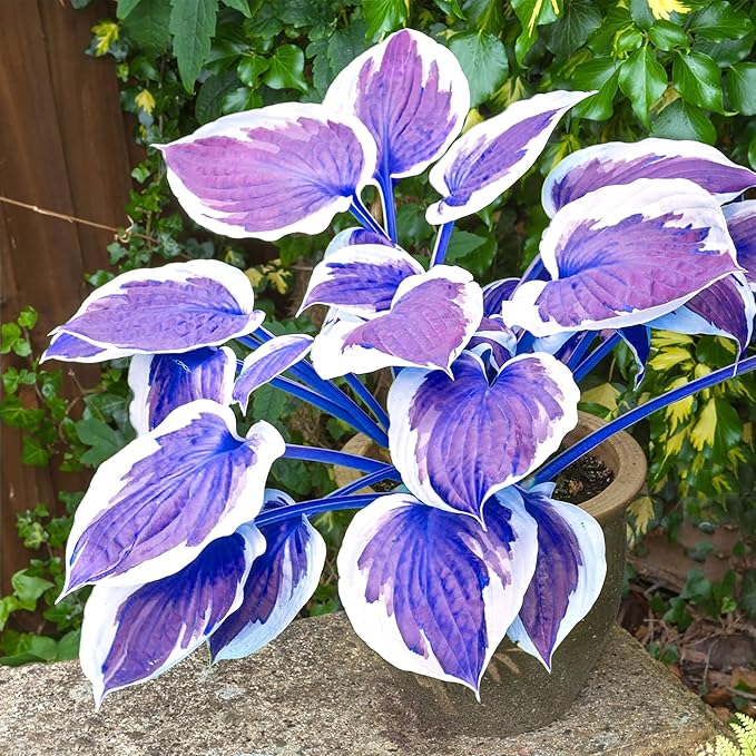 Dark Blue Shade Hosta Seeds – Premium Blue-Leaved Perennial for Shade Gardens - Image 3