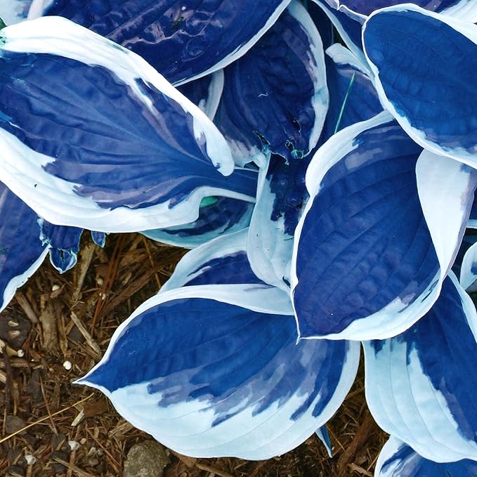 Dark Blue Shade Hosta Seeds – Premium Blue-Leaved Perennial for Shade Gardens - Image 4