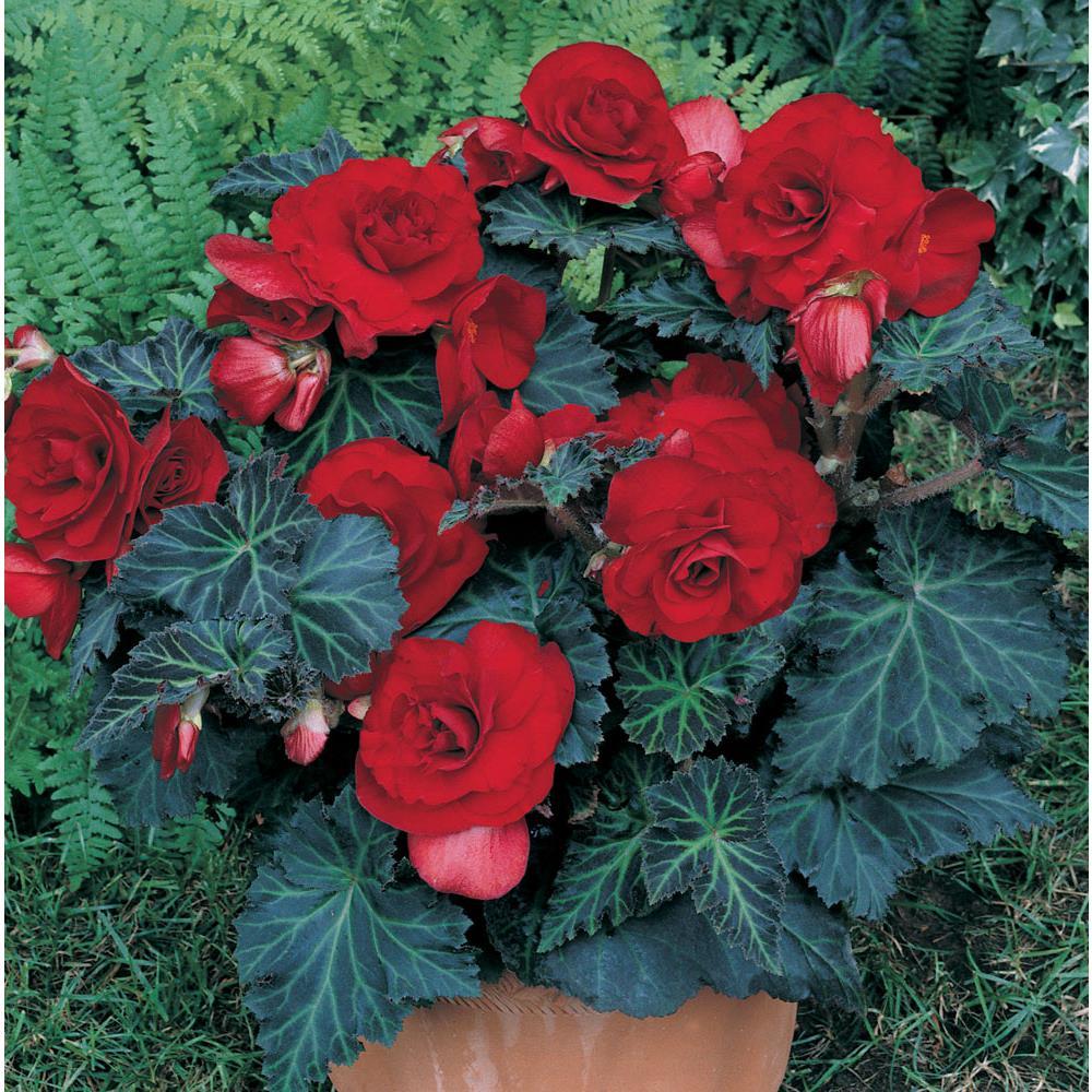 Dark Burgundy Begonia Flower Seeds ,Rich Velvety Blooms, Non-GMO - Image 3
