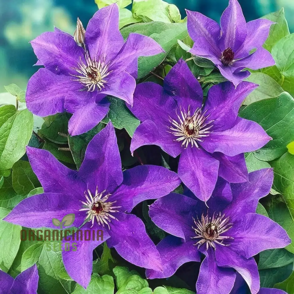 Dark Purple Clematis Seeds – Vibrant Climbing Garden Blooms