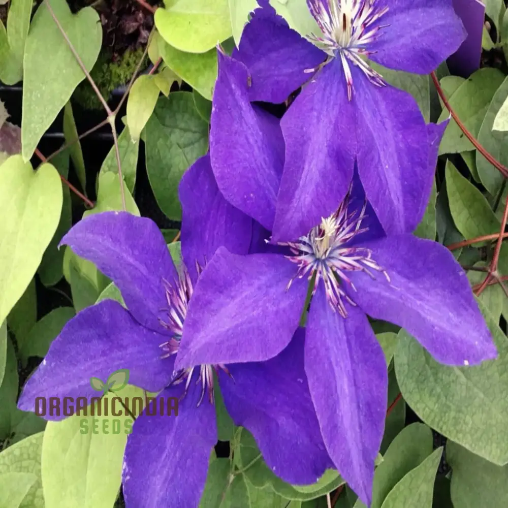 Dark Purple Clematis Seeds – Vibrant Climbing Garden Blooms - Image 3