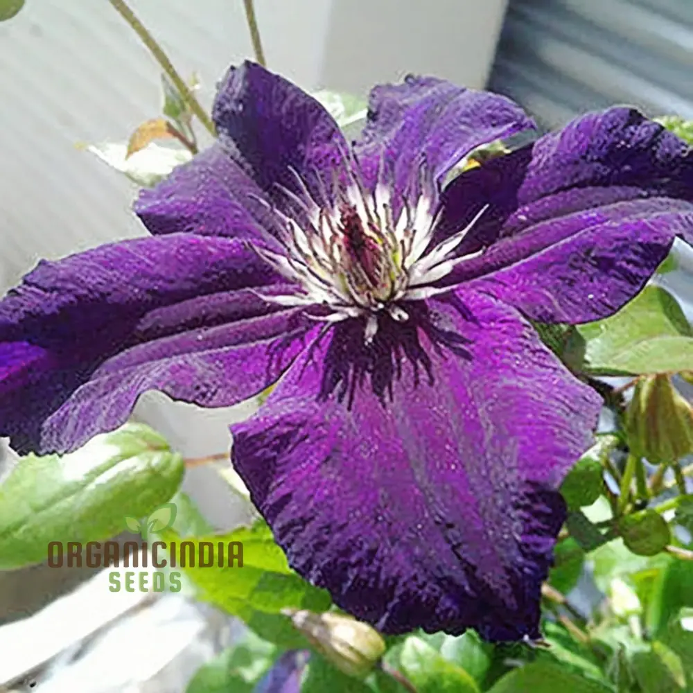 Dark Purple Clematis Seeds – Vibrant Climbing Garden Blooms - Image 4