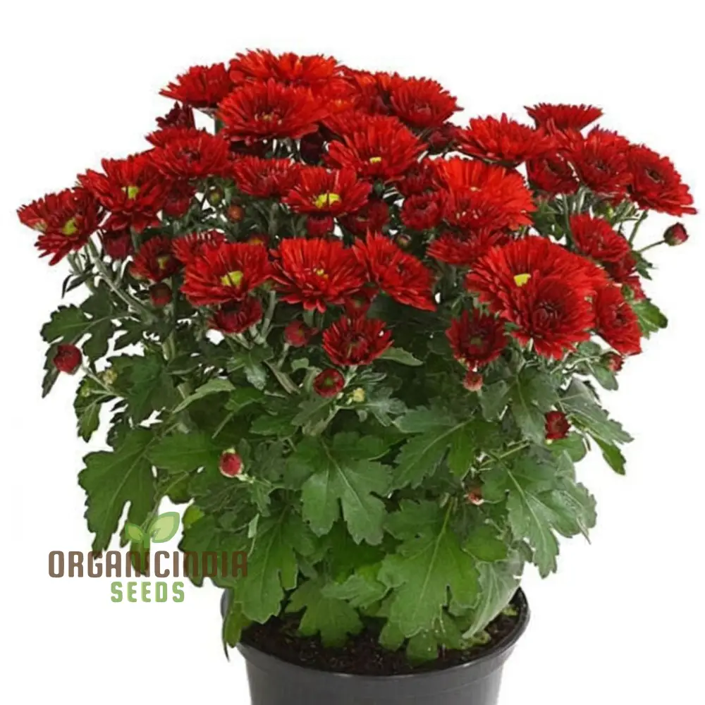 Dark Red Chrysanthemum Flower Seeds, Vibrant Blooms, Easy to Grow, Stunning Addition to Your Garden - Image 3
