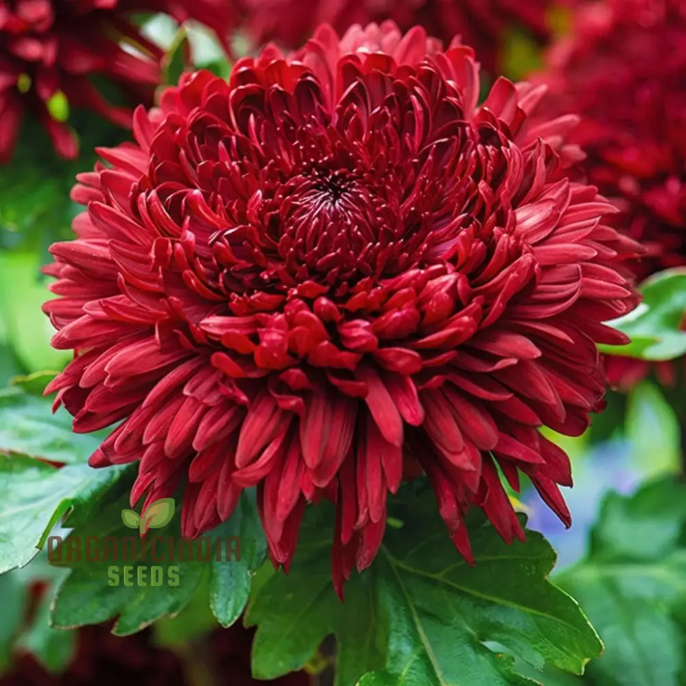 Dark Red Chrysanthemum Flower Seeds, Vibrant Blooms, Easy to Grow, Stunning Addition to Your Garden - Image 4