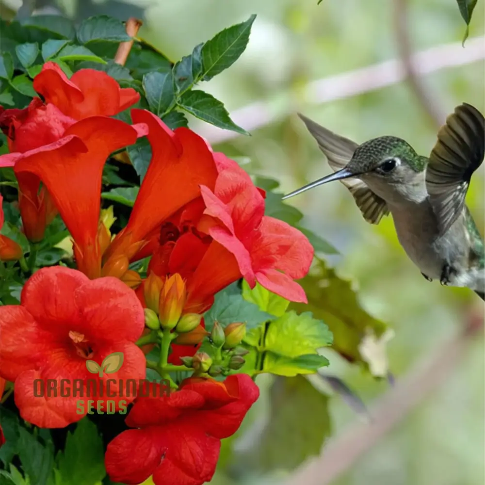 Trumpet Vine Seeds (Dark Red Hummingbird Trumpet Vine Seeds) - Dramatic Blooms That Attract Hummingbirds