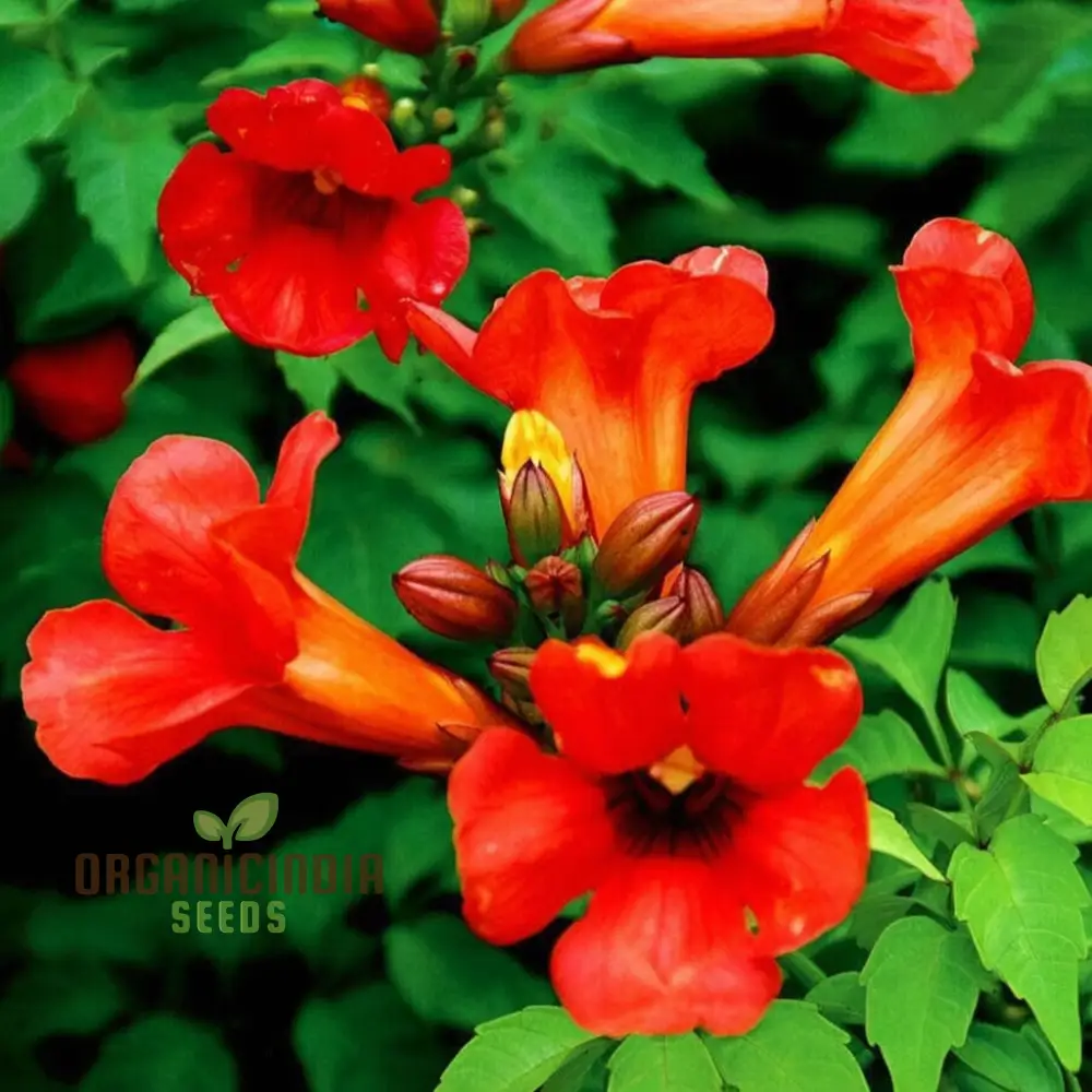 Trumpet Vine Seeds (Dark Red Hummingbird Trumpet Vine Seeds) - Dramatic Blooms That Attract Hummingbirds - Image 2