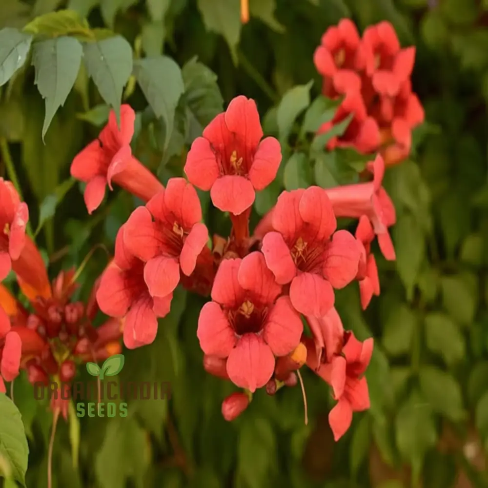 Trumpet Vine Seeds (Dark Red Hummingbird Trumpet Vine Seeds) - Dramatic Blooms That Attract Hummingbirds - Image 3