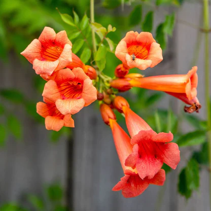 Trumpet Vine Seeds (Dark Red Hummingbird Trumpet Vine Seeds) - Dramatic Blooms That Attract Hummingbirds - Image 4
