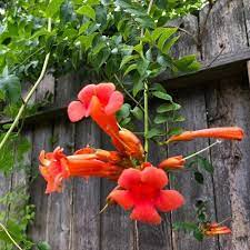 Trumpet Vine Seeds (Dark Red Hummingbird Trumpet Vine Seeds) - Dramatic Blooms That Attract Hummingbirds - Image 5