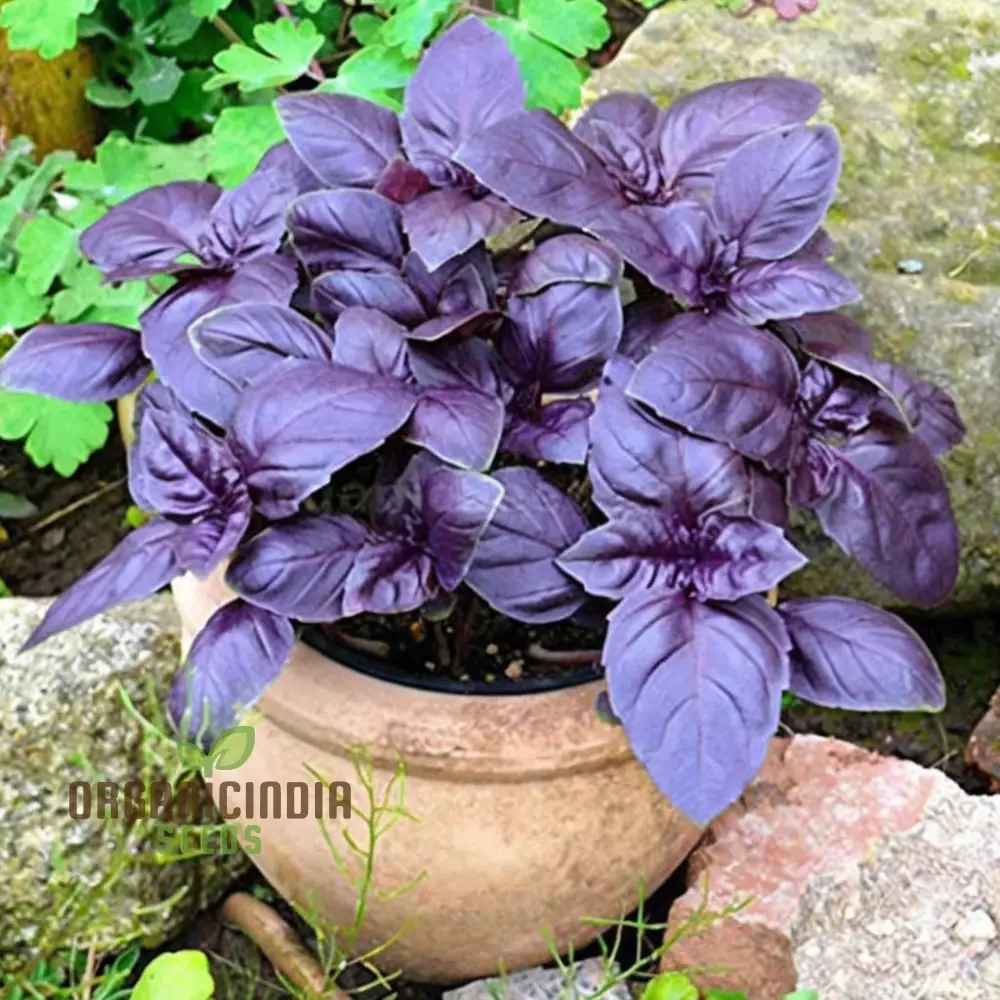 Dark Red Opal Basil Herbs Seeds, Organic Heirloom Herb Seeds for Vibrant Culinary Gardens - Image 3