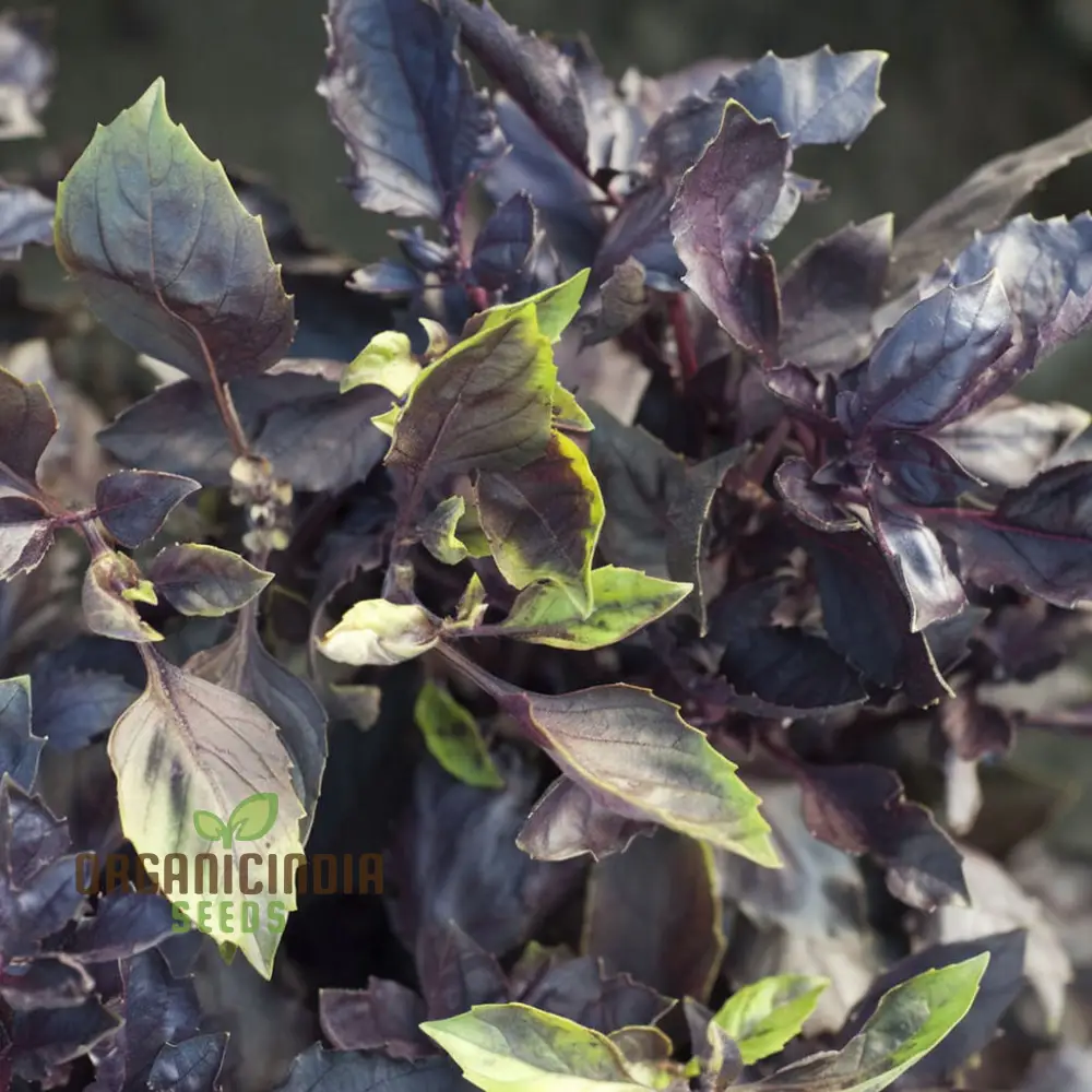 Dark Red Opal Basil Herbs Seeds, Organic Heirloom Herb Seeds for Vibrant Culinary Gardens - Image 4