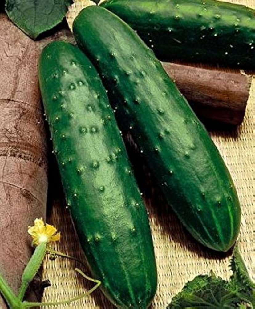 Dasher II Cucumber Seeds – High-Yield, Disease-Resistant Hybrid - Image 2