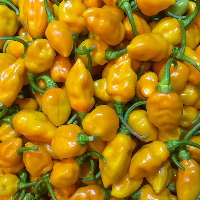 Datil Pepper Seeds For Planting