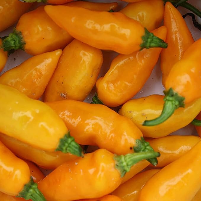 Datil Pepper Seeds For Planting - Image 2