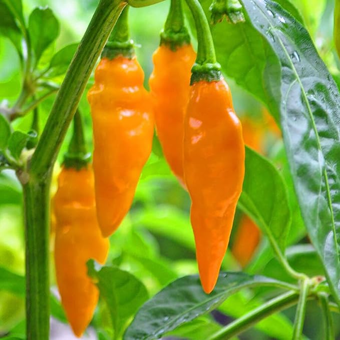 Datil Pepper Seeds For Planting - Image 3