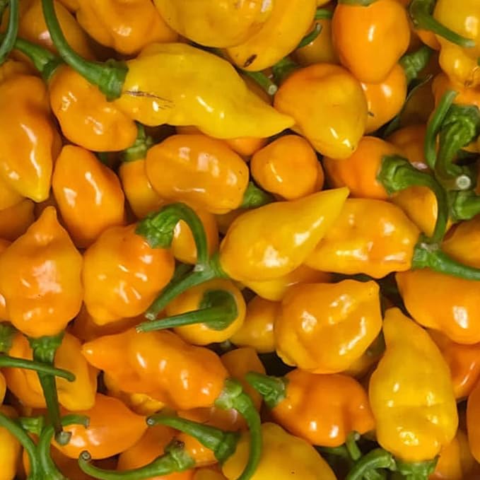 Datil Pepper Seeds For Planting - Image 4