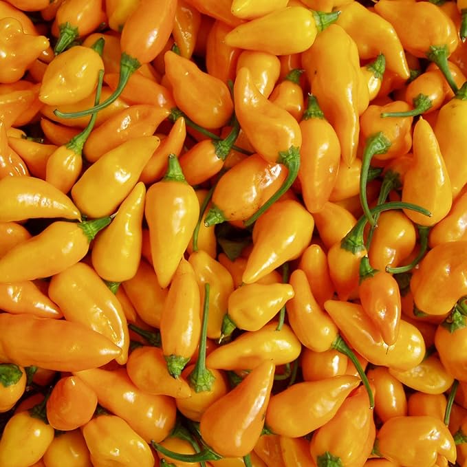 Datil Pepper Seeds For Planting - Image 5