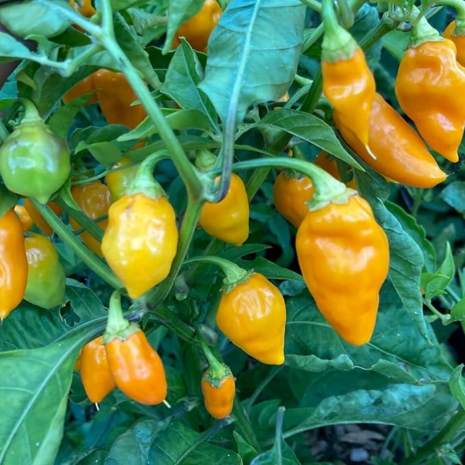 Datil Pepper Seeds For Planting - Image 6