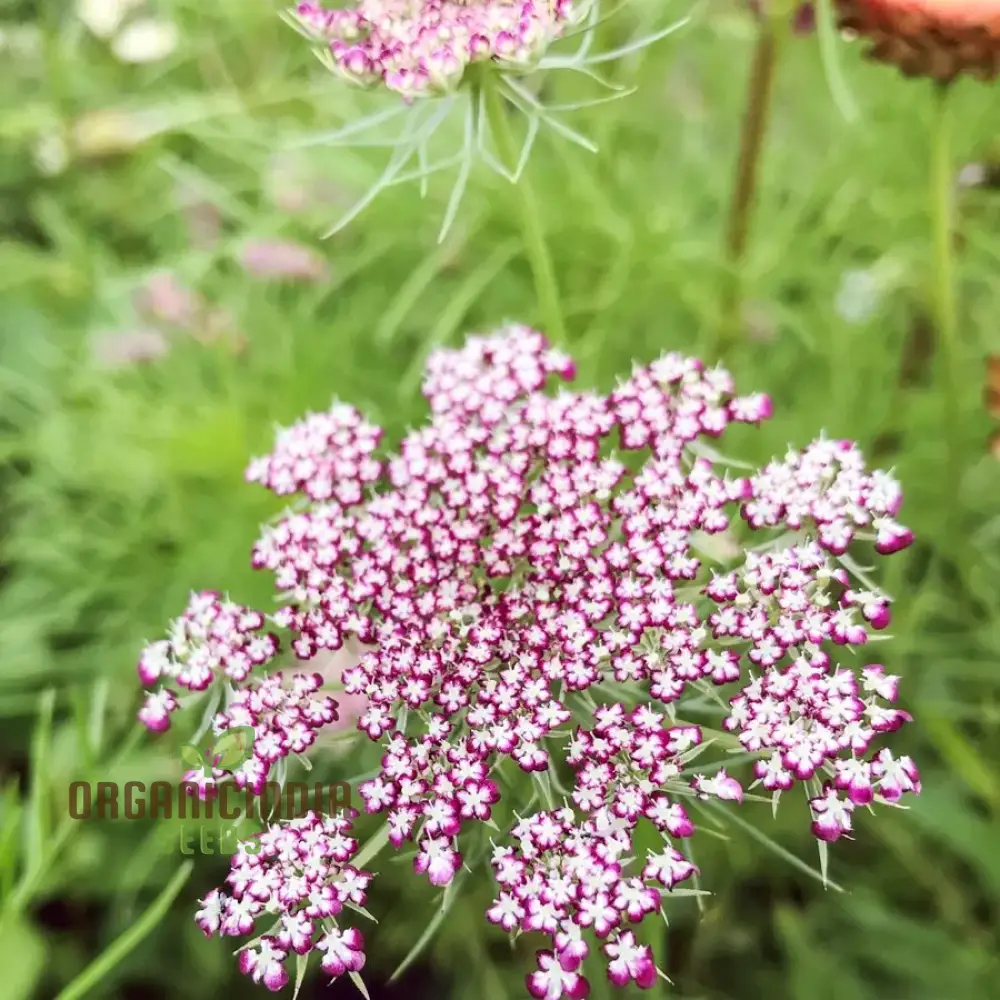 Daucus Carota Dara Seeds – Premium Ornamental Carrot Flower Variety for Colorful Garden Blooms