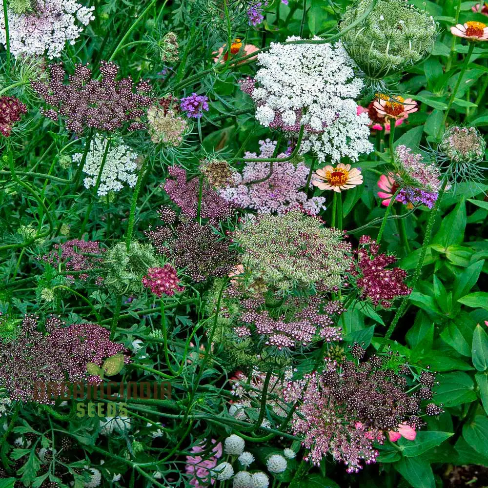 Daucus Carota Dara Seeds – Premium Ornamental Carrot Flower Variety for Colorful Garden Blooms - Image 3