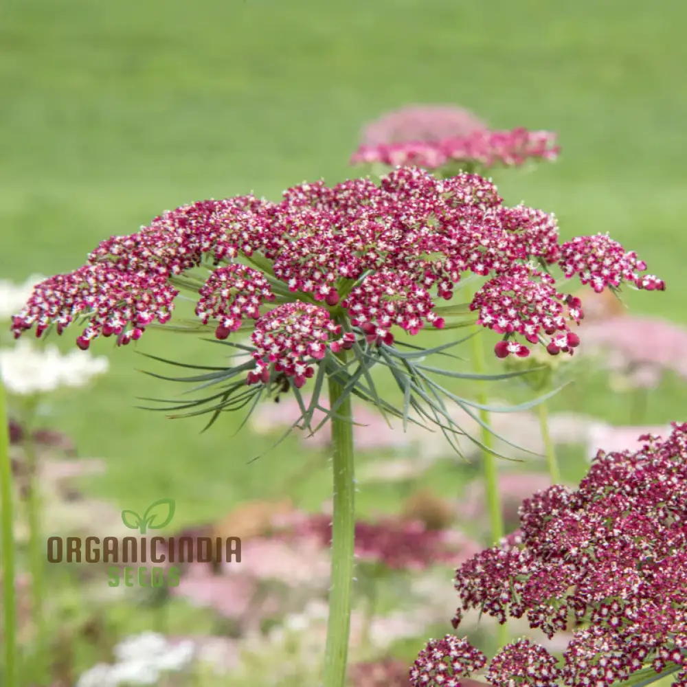 Daucus Carota Dara Seeds – Premium Ornamental Carrot Flower Variety for Colorful Garden Blooms - Image 4