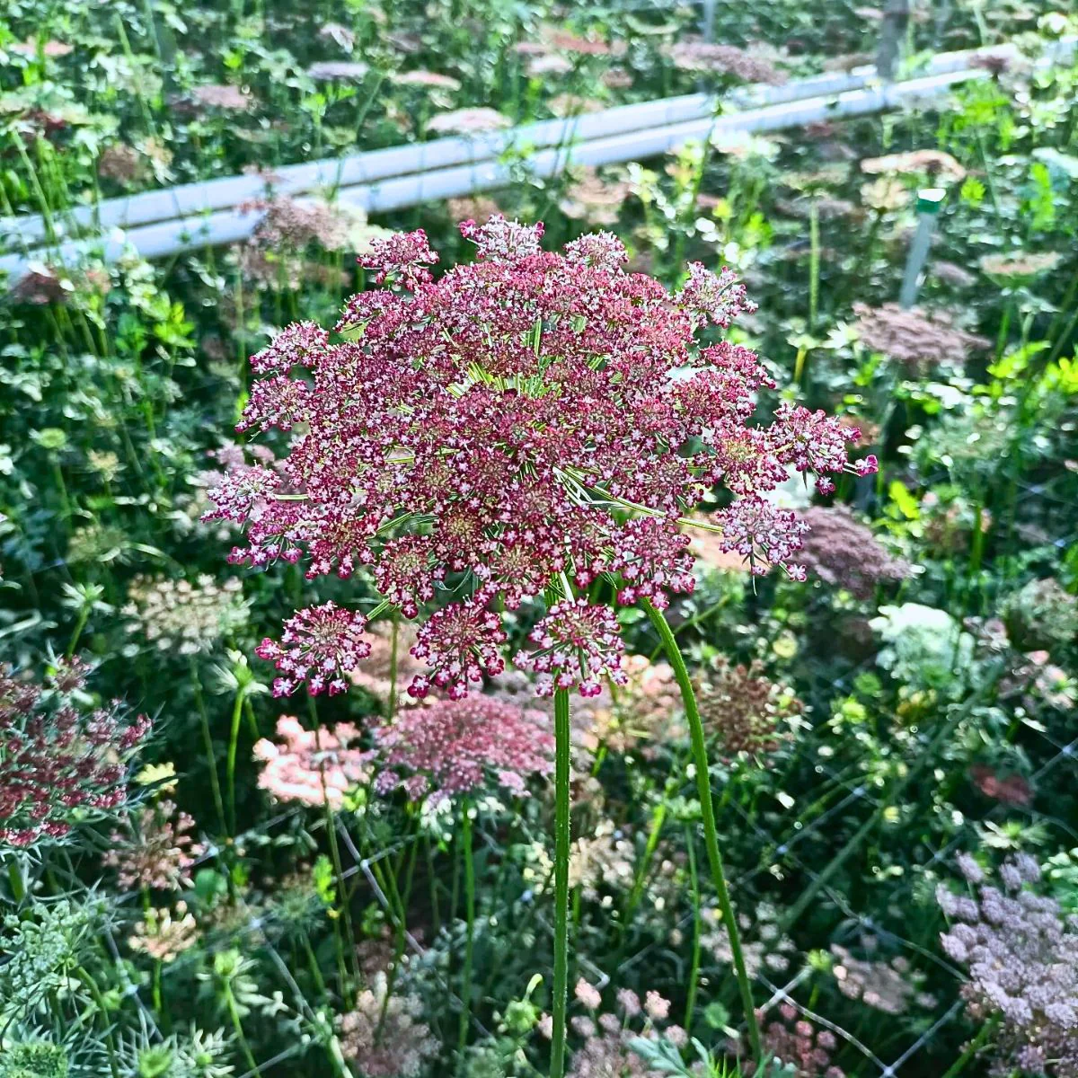 Daucus Carota Dara Seeds – Premium Ornamental Carrot Flower Variety for Colorful Garden Blooms - Image 5