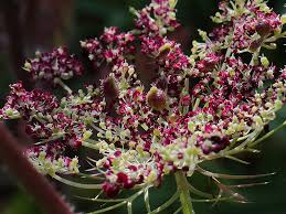 Daucus Carota Dara Seeds – Premium Ornamental Carrot Flower Variety for Colorful Garden Blooms - Image 6