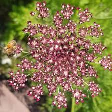 Daucus Carota Dara Seeds – Premium Ornamental Carrot Flower Variety for Colorful Garden Blooms - Image 7