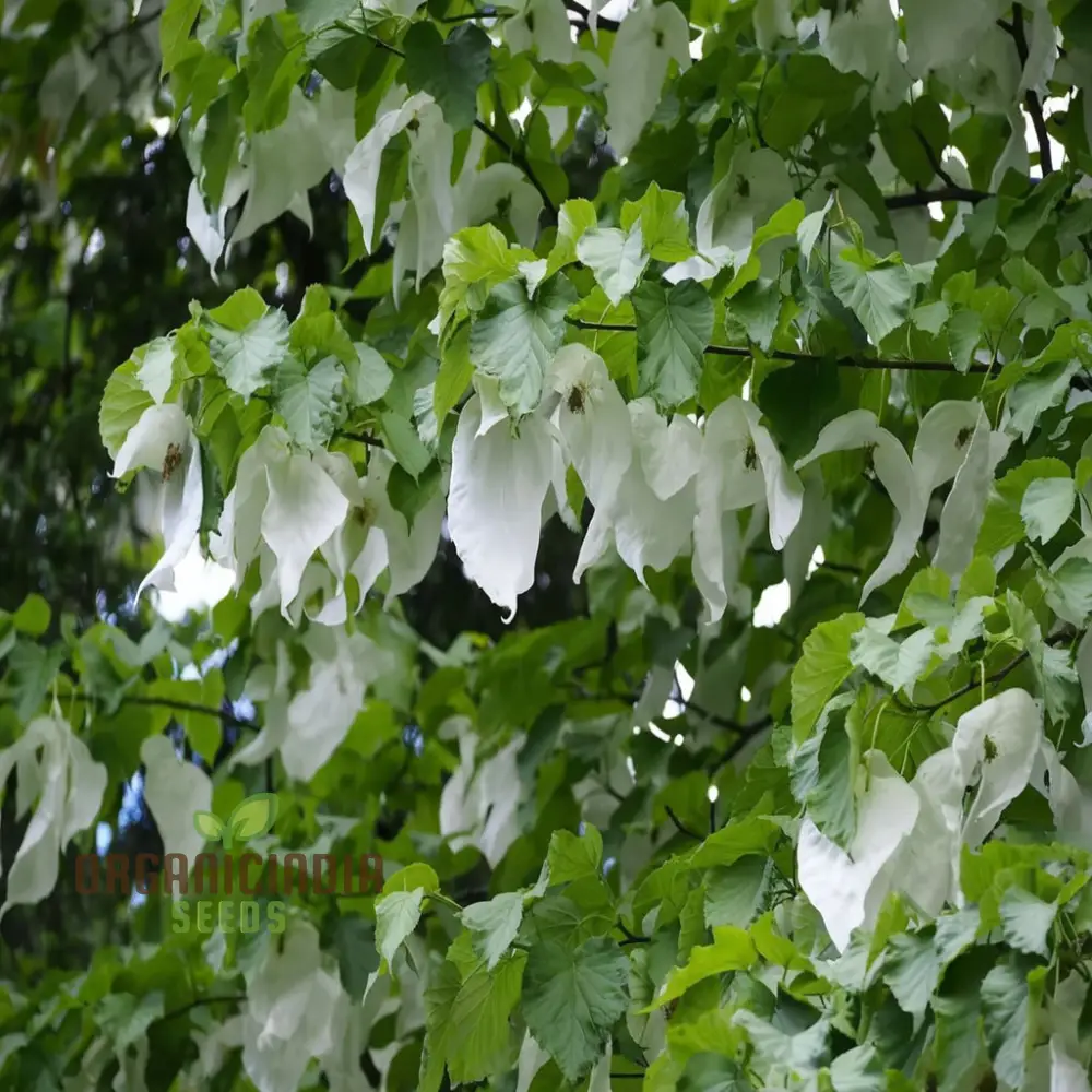 Davidia involucrata Tree Seeds - Ideal for Gardening Enthusiasts, Enhance Your Garden with These Unique and Rare Seeds