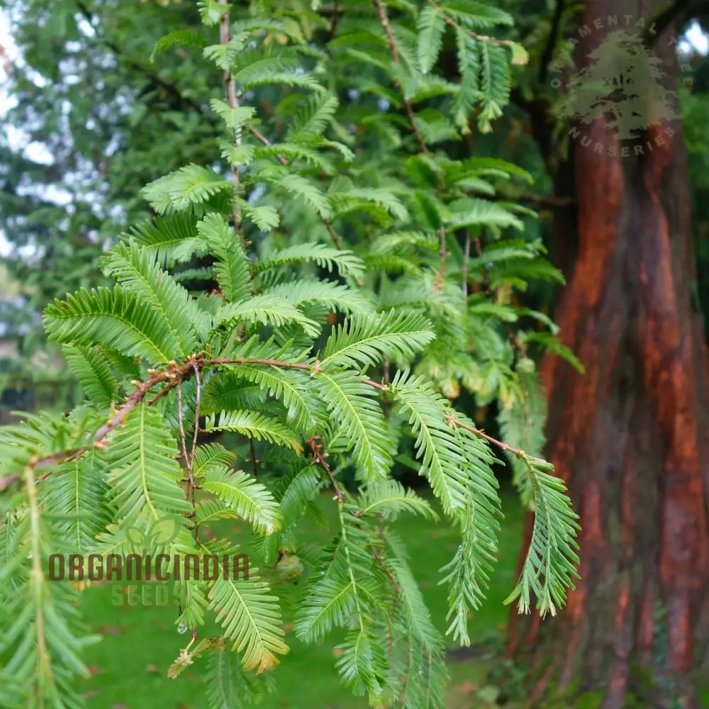 Dawn Redwood Seeds - Metasequoia Glyptostroboides for Planting in Gardens | Rare Tree Seeds