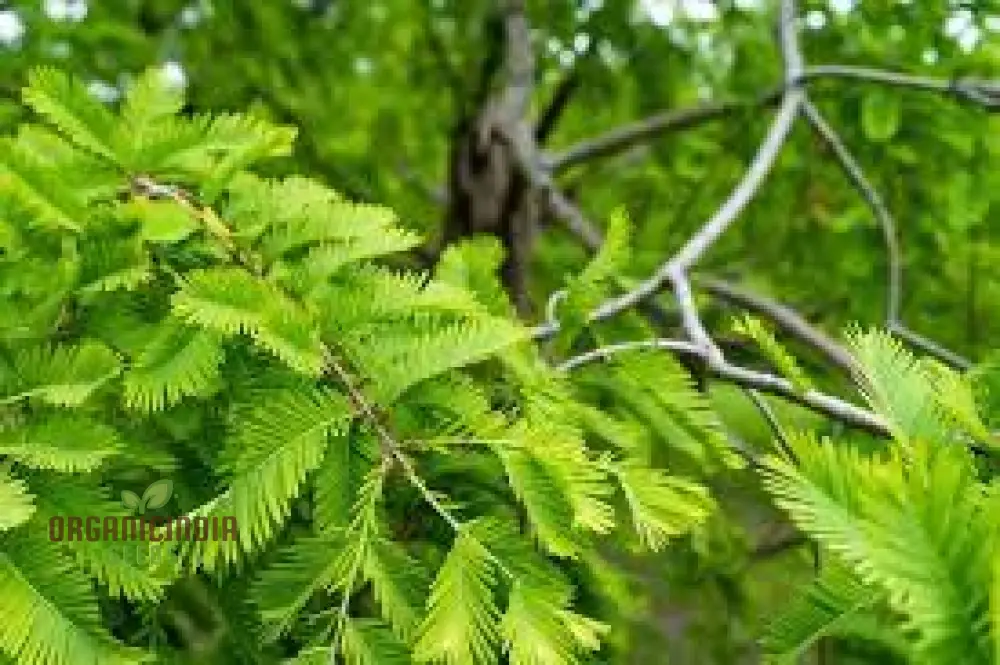 Dawn Redwood Seeds - Metasequoia Glyptostroboides for Planting in Gardens | Rare Tree Seeds - Image 2