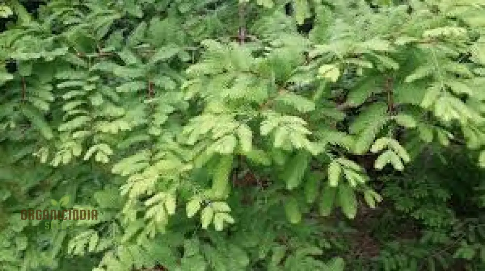 Dawn Redwood Seeds - Metasequoia Glyptostroboides for Planting in Gardens | Rare Tree Seeds - Image 3