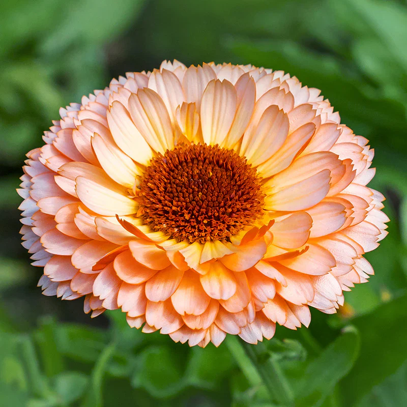 Deep Apricot Calendula Flower Seeds , Rich Color, Non-GMO Blooms