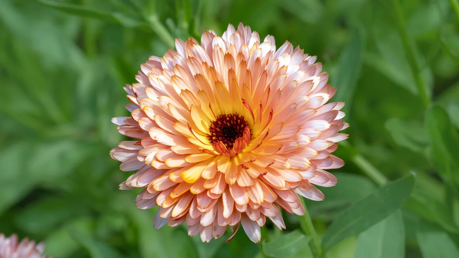 Deep Apricot Calendula Flower Seeds , Rich Color, Non-GMO Blooms - Image 2